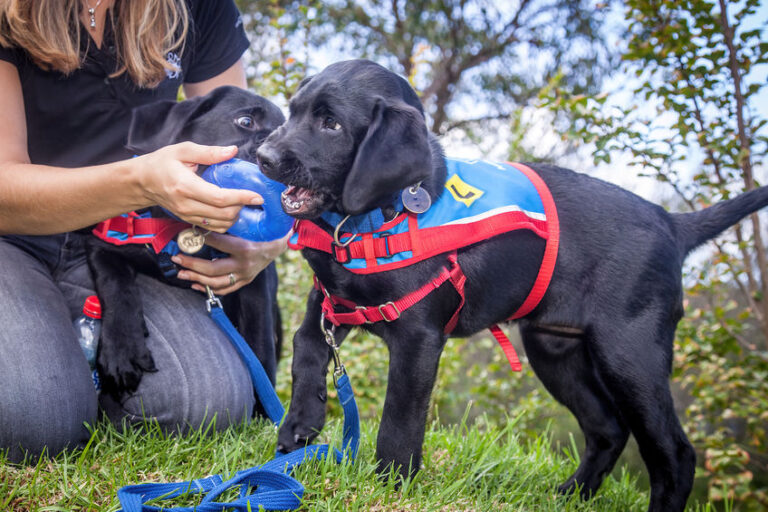 How To Keep Your Emotional Service Dog Enriched - Fetch and More