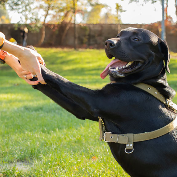 Emotional support dog training