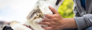 A man holding the face of his white service dog. The service dog is wearing a red "service dog" vest, and has their tongue out to lick their owners face.