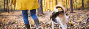 A woman in a yellow rain jacket walking her beagle on a leash in the woods. It's autumn, and there are yellow leaves on the ground.