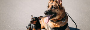 Brown German Sheppard dog and black Miniature Pinscher sitting on a road together