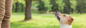 A person in a park with a dog treat in their hand, training their white and tan Jack Russel Terrier.