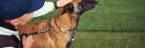 A dog trainer petting the head of a calm brown dog with black ears that is being trained.